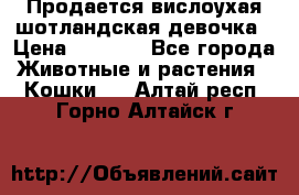 Продается вислоухая шотландская девочка › Цена ­ 8 500 - Все города Животные и растения » Кошки   . Алтай респ.,Горно-Алтайск г.